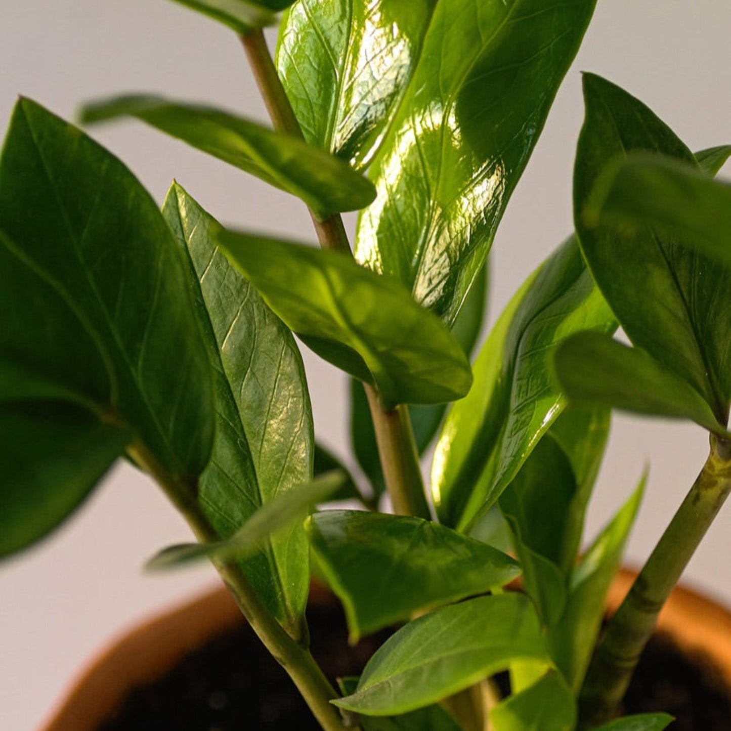 ZZ Plant