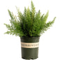 Foxtail Fern