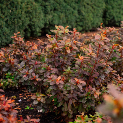 Ever After™ Ruby Reblooming Azalea