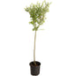 Tri-Color Dappled Willow Tree