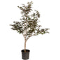Bloodgood Japanese Maple
