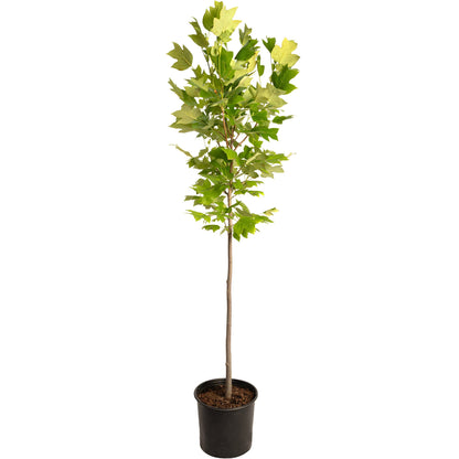 Tulip Poplar