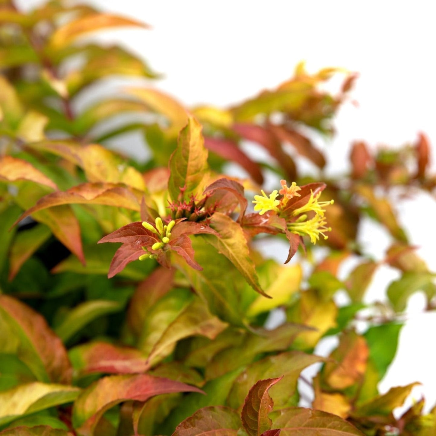Firefly® Bush Honeysuckle