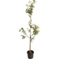 Granny Smith Apple Tree