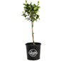 Key Lime Tree (CA)