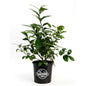 Improved Meyer Lemon Bush