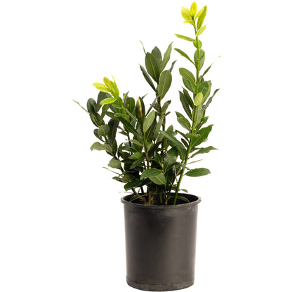 Bay Laurel