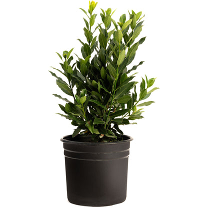 Bay Laurel
