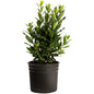 Bay Laurel