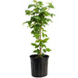Nova Red Raspberry Plant