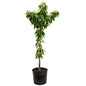 Bing Cherry Tree