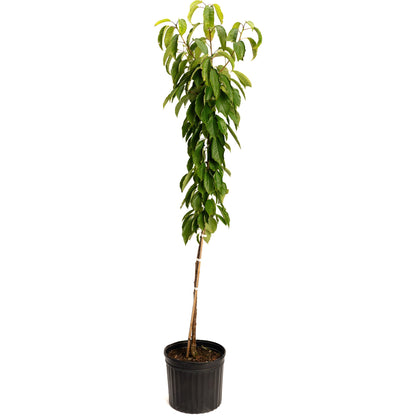 Black Tartarian Cherry Tree