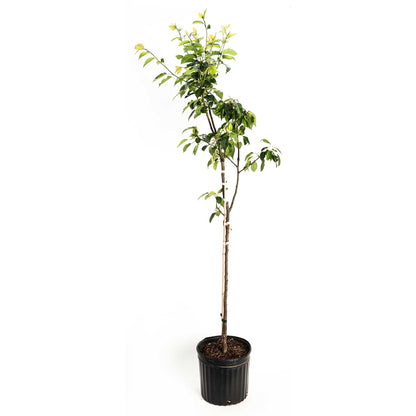 Kieffer Pear Tree