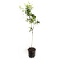 Kieffer Pear Tree
