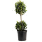 Green Mountain Topiary Boxwood (Ball)