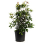 Fragrant Tea Olive Tree