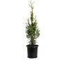 Junior Giant Thuja Tree