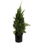 Hollywood Juniper Tree