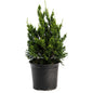 Hollywood Juniper Tree