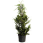 Leyland Cypress Tree
