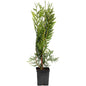Thuja Green Giant