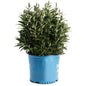 Birthday Cake® Butterfly Bush