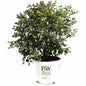 Bloomerang Lilac Bush