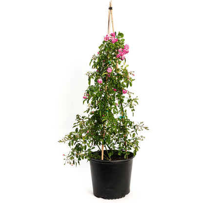 Peggy Martin Climbing Rose
