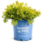 Pineapple Poprocks® Spiraea