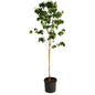 Cherokee Brave Pink Dogwood