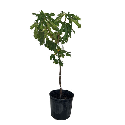 Black Mission Fig
