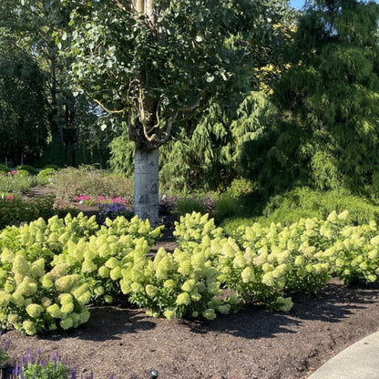 Dragon Baby™ Hardy Hydrangea