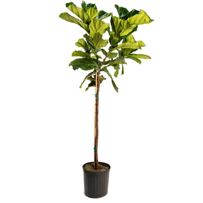 Fiddle Leaf Fig Tree
