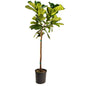 Fiddle Leaf Fig Tree