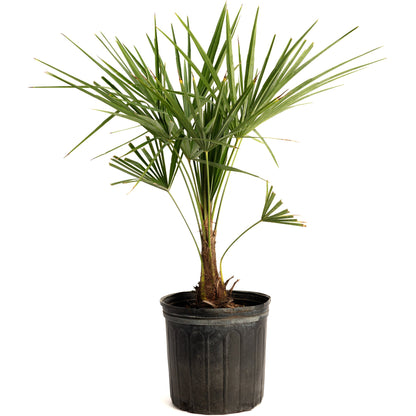 Windmill Palm Tree
