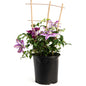 Dr. Ruppel Clematis