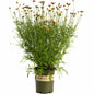 Li'l Bang™ Red Elf Coreopsis