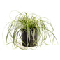 Carex Feather Falls™