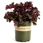 Balboa Sunset® Heuchera