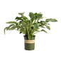 Francee Hosta