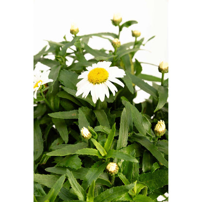 Shortstop™ Shasta Daisy