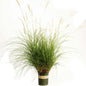 Dwarf Maiden Grass