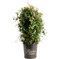 Snow-N-Summer™ Asiatic Jasmine