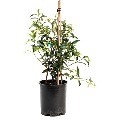 Star Jasmine