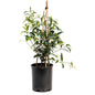 Star Jasmine