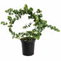 Eucalyptus Wreath