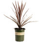 Bauer's Cordyline