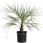 Pindo Palm