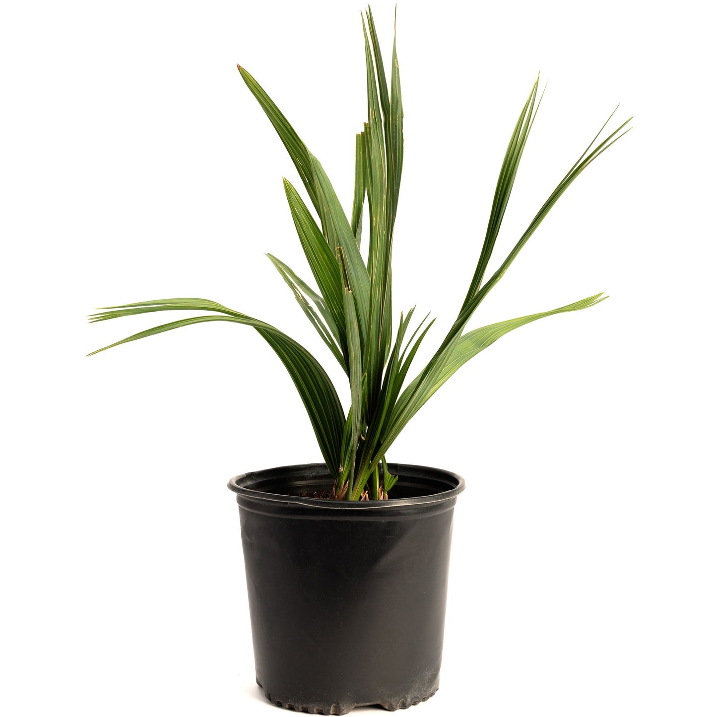 Dwarf Palmetto Tree