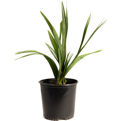 Dwarf Palmetto Tree